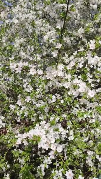 Witte bloeiende kersenbloemen en knoppen op tak met groene bladeren close-up. — Stockvideo