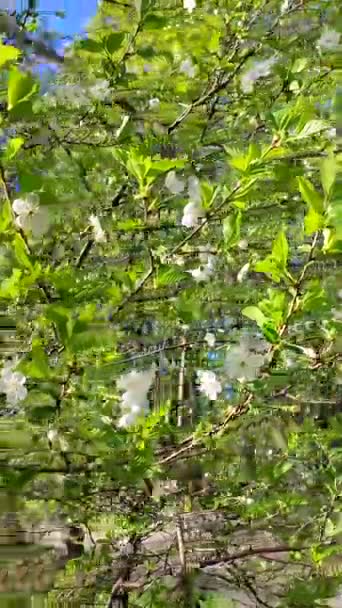 White blooming cherry flowers and buds on branch with green leaves close-up. — Stock Video