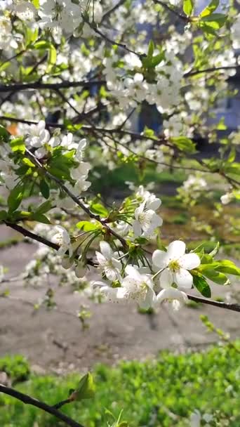 White blooming cherry flowers and buds on branch with green leaves close-up. — стоковое видео