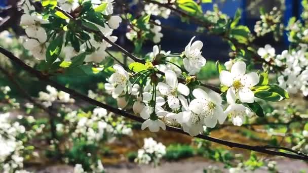 Flores y brotes de cerezo en flor blanca en rama con hojas verdes de cerca. — Vídeos de Stock