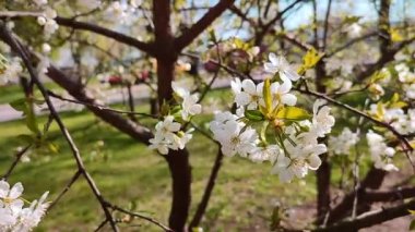 Yeşil yapraklı beyaz kiraz çiçekleri ve tomurcukları..