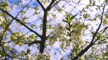 Yeşil yapraklı beyaz kiraz çiçekleri ve tomurcukları..