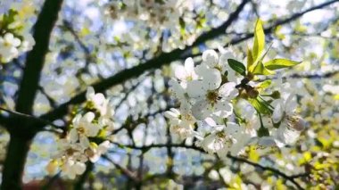 Yeşil yapraklı beyaz kiraz çiçekleri ve tomurcukları..