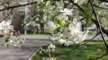 Yeşil yapraklı beyaz kiraz çiçekleri ve tomurcukları..