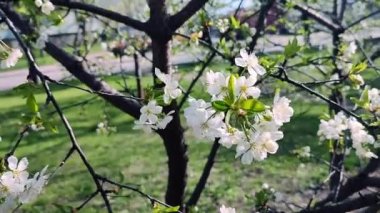 Yeşil yapraklı beyaz kiraz çiçekleri ve tomurcukları..