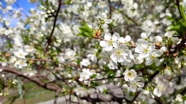 Yeşil yapraklı beyaz kiraz çiçekleri ve tomurcukları..