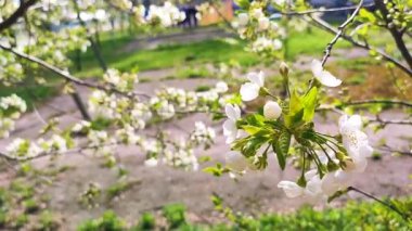 Yeşil yapraklı beyaz kiraz çiçekleri ve tomurcukları..