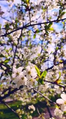 Yeşil yapraklı beyaz kiraz çiçekleri ve tomurcukları. Güneşli bahar gününde bir sürü beyaz çiçek. Kiraz ağacından çok güzel doğal bir arka plan. Dikey video