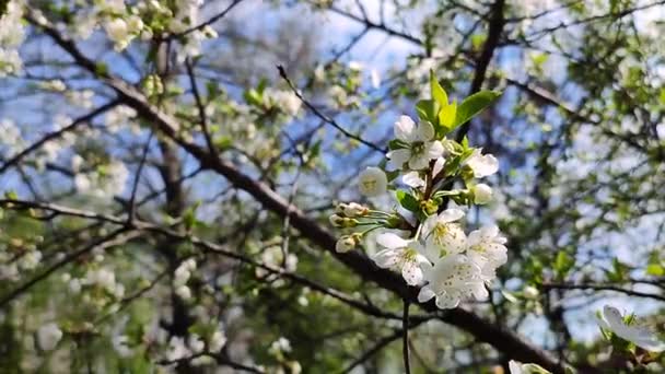 白花盛开的樱花，枝条上的芽，叶绿为特写. — 图库视频影像