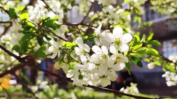 Vita blommande körsbär blommor och knoppar på gren med gröna blad närbild. — Stockvideo