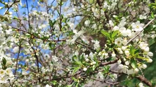 Flores y brotes de cerezo en flor blanca en rama con hojas verdes de cerca. — Vídeo de stock