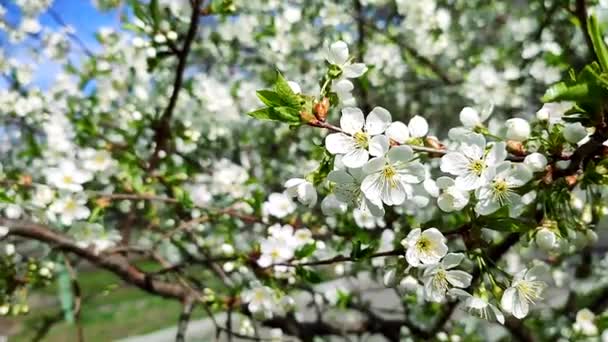 White blooming cherry flowers and buds on branch with green leaves close-up. — Vídeos de Stock