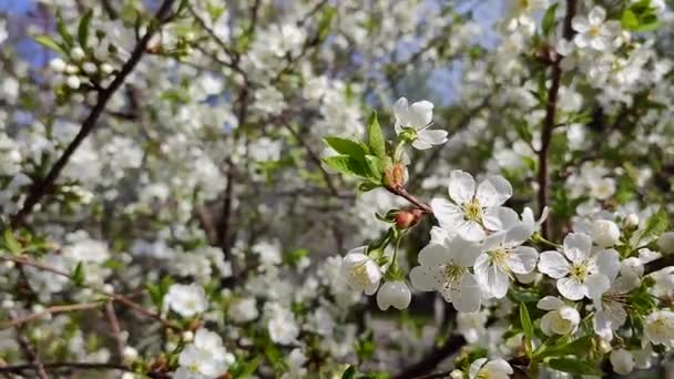 White blooming cherry flowers and buds on branch with green leaves close-up. — Vídeo de stock