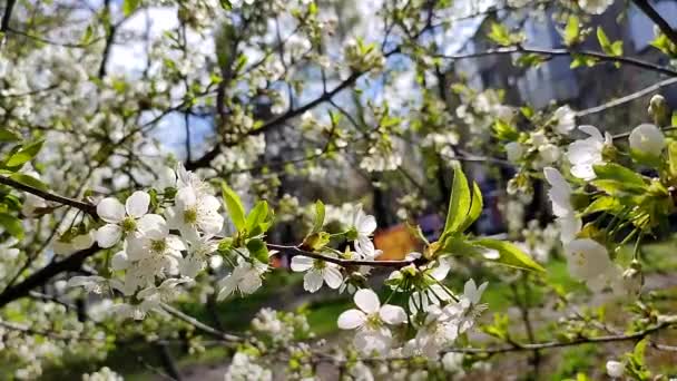 White blooming cherry flowers and buds on branch with green leaves close-up. — стоковое видео