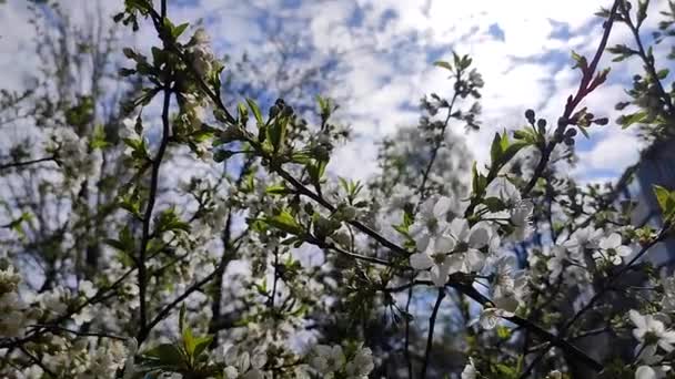 Białe kwiaty wiśni i pąki na gałęzi z zielonymi liśćmi zbliżenie. — Wideo stockowe