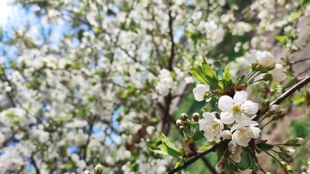 Flores de cereja florescendo brancas e botões no ramo com folhas verdes close-up. — Vídeo de Stock