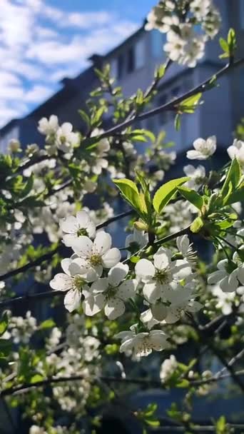 White blooming cherry flowers and buds on branch with green leaves close-up. — Wideo stockowe