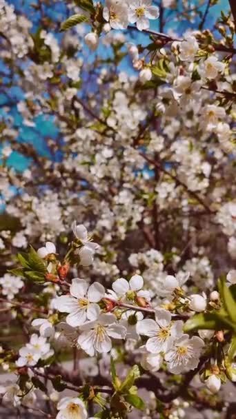 Vita blommande körsbär blommor och knoppar på gren med gröna blad närbild. — Stockvideo