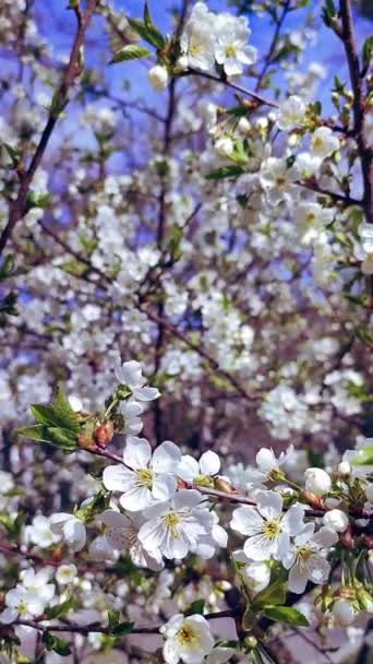 White Blooming Cherry Flowers Buds Branch Green Leaves Close Lots — Stock Video
