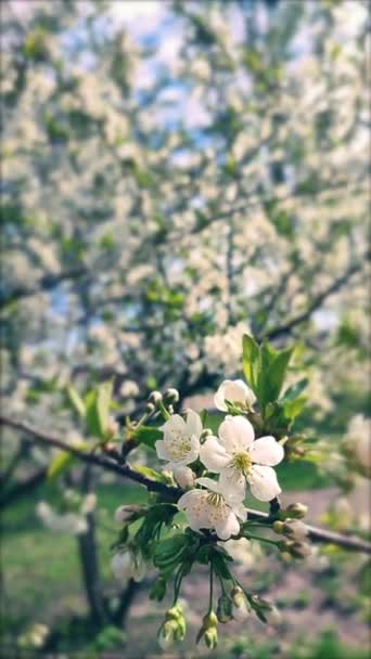 White Blooming Cherry Flowers Buds Branch Green Leaves Close Lots — Stockvideo