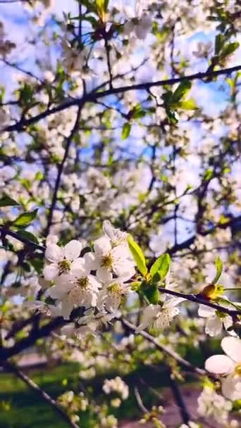 Vita Blommande Körsbär Blommor Och Knoppar Gren Med Gröna Blad — Stockvideo