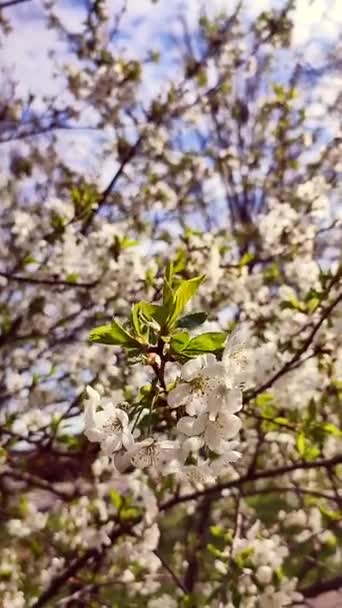 White Blooming Cherry Flowers Buds Branch Green Leaves Close Lots — Stok video
