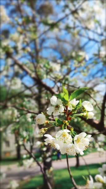 白花盛开的樱花 枝条上的芽 绿叶紧密相连 在阳光明媚的春天 许多白花盛开 美丽的自然背景来自樱花树 垂直录像 — 图库视频影像