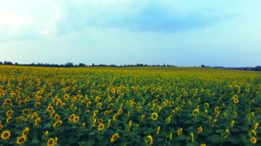 Ayçiçekleri kapanıyor. Çiçek açan ayçiçeği tarlası üzerinde uçmak