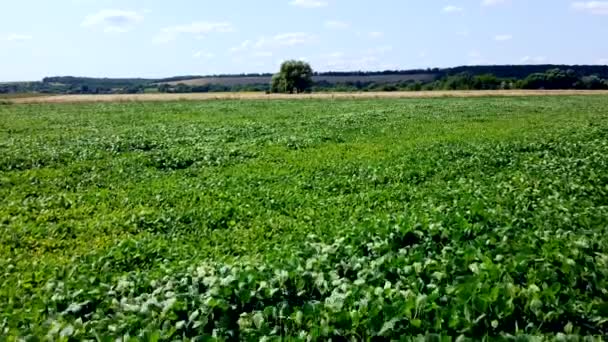 Aerial drone view flight over a field of green grass on a sunny summer day. — Vídeo de stock