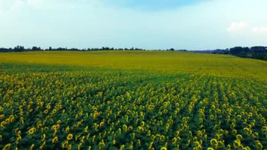 Ayçiçekleri kapanıyor. Çiçek açan ayçiçeği tarlası üzerinde uçmak
