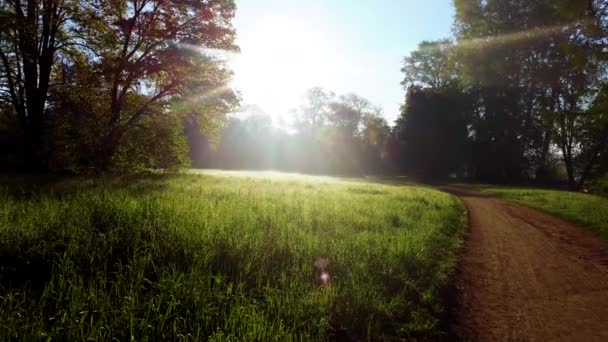 Camino de tierra, prado con hierba verde brillante, rocío de la mañana, árboles con hojas verdes — Vídeo de stock