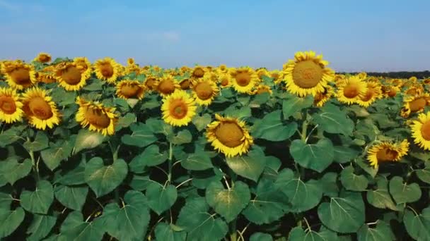 Solrosor på nära håll. Jordbruksområde av blommande solros — Stockvideo