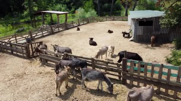 Donkey farm. Aerial drone view flight over many donkeys in corral on donkey — Video Stock