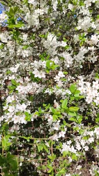 Białe kwiaty wiśni i pąki na gałęzi z zielonymi liśćmi zbliżenie. — Wideo stockowe