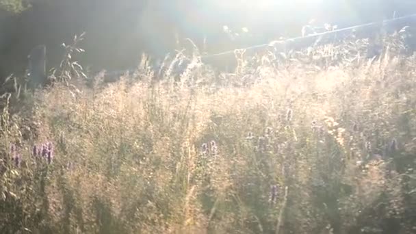 Dry grass in the rays of the sun sway in the wind in the summer afternoon. — Video