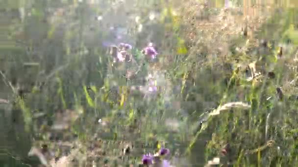Green field grass and purple wildflowers sway in a strong wind on field close-up — Video