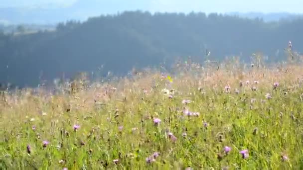 Many different colored flowers grow, bloom and sway in strong wind in mountains — Stok video
