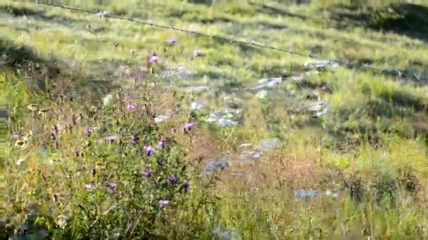 White purple wild flowers, green grass grow and sway from strong wind in field — Video