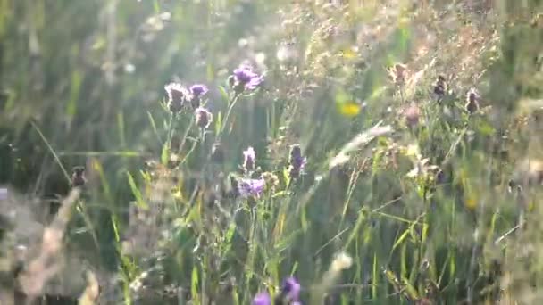 Grönt fält gräs och lila vilda blommor svajar i en stark vind på fältet närbild — Stockvideo