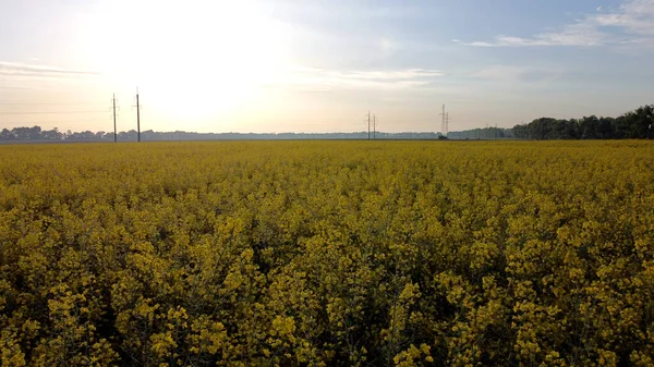 Hava aracı görüntülü uçuş. Kolza tohumu çiçekleri arasında uçarak