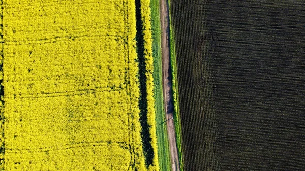 Yüksekten ateş ediyorlar. Sarı çiçekli kolza tohumu tarlası arasındaki yol — Stok fotoğraf