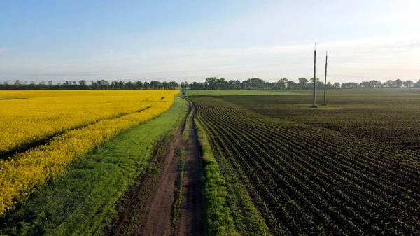 Sarı çiçekli kolza tohumu tarlası arasında uçan hava aracı görüntüsü.