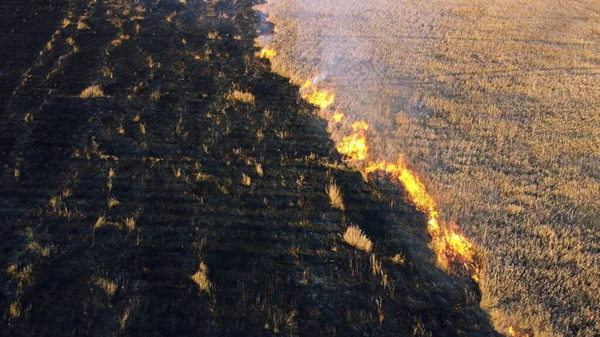Vue Aérienne Par Drone Brûlant L'herbe Sèche. Ouvrez les flammes de feu et de fumée. Jaune sec — Photo