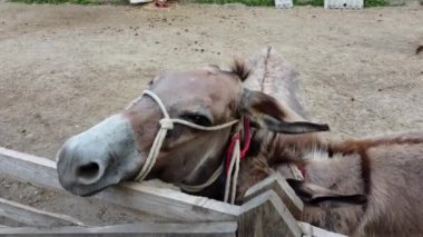 Eşek çiftliğinde bir eşek çitin arkasında duruyor..