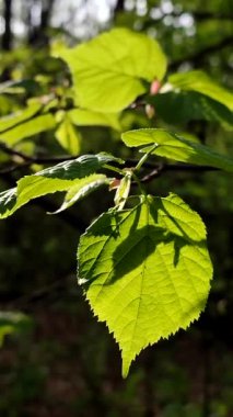 Taze, yeşil bir yaprak, daldaki güneş ışınlarında parlıyor.