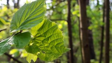 Taze, yeşil bir yaprak, daldaki güneş ışınlarında parlıyor.