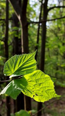 Taze, yeşil bir yaprak, daldaki güneş ışınlarında parlıyor.