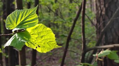 Taze, yeşil bir yaprak, daldaki güneş ışınlarında parlıyor.