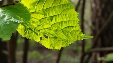 Taze, yeşil bir yaprak, daldaki güneş ışınlarında parlıyor.