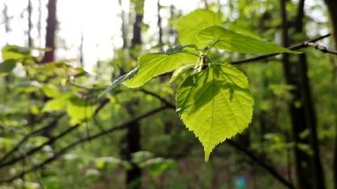 Taze, yeşil bir yaprak, daldaki güneş ışınlarında parlıyor.